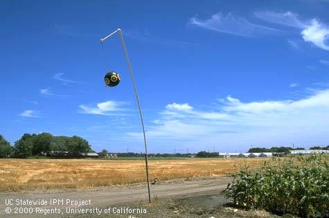 Scare eye balloon to frighten birds away from crops.