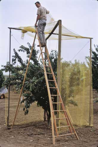 Bird netting suspended from a tall frame over a cherry tree.