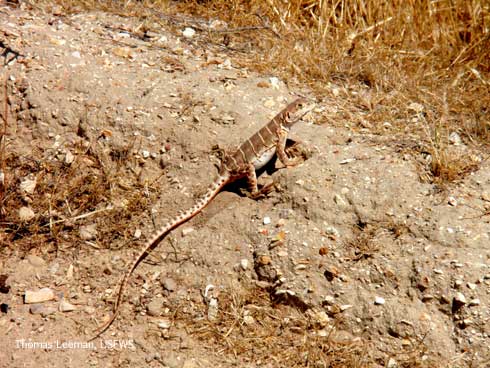 Blunt-nosed leopard lizard, <i>Gambelia sila</i>.