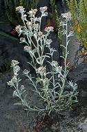 Everlasting cudweed