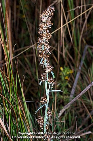 Tall, slender plant with small, clustered brown flowers and pale green stems set against a backdrop of tall grasses in a natural setting. Copyright information is at the bottom (Copyright 2007 The Regents of the University of California. All rights reserved.). Credit: Joseph M. DiTomaso, UC Agriculture and Natural Resources