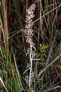 Purple cudweed