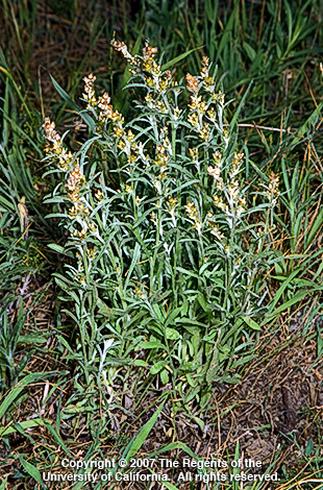 A bushy green plant with tall, slender stems topped by small, light-colored flowers. It grows among grass in a natural setting. Copyright information is at the bottom (Copyright 2007 The Regents of the University of California. All rights reserved.). Credit: Joseph M. DiTomaso, UC Agriculture and Natural Resources