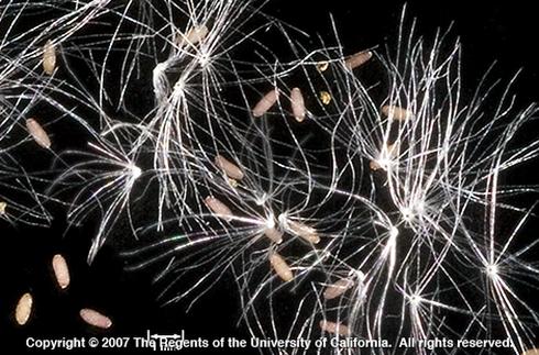 Close-up of fluffy, white seeds spread against a black background. Copyright information is at the bottom (Copyright 2007 The Regents of the University of California. All rights reserved.). Credit: James A. O'Brien, University of California