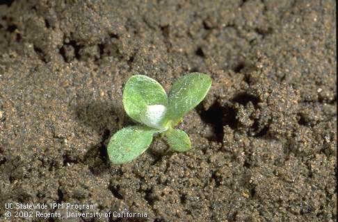 Seedling of purple cudweed, <I>Gnaphalium purpureum,</I> at the four-leaf stage. 