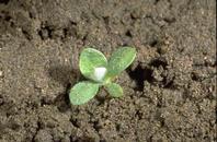 Seedling of purple cudweed