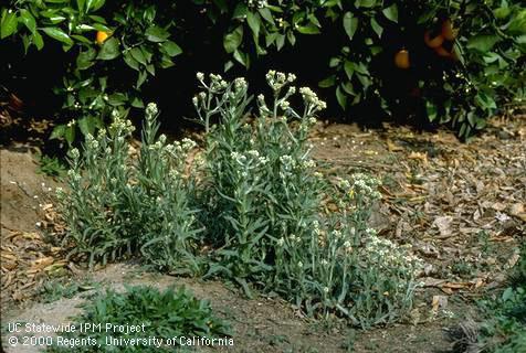 Cudweed, <I>Gnaphalium</I><TT> </TT>sp.