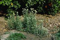 Cudweed