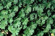 Cutleaf geranium