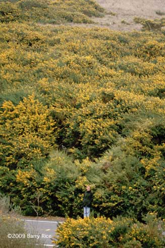 French broom, <i>Genista monspessulana</i>, invading a hillside near Bodega Bay, California.