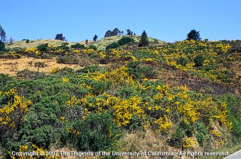 French broom <I>Genista monspessulana</I> infestation.