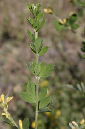 French broom, <i>Genista monspessulana,</i> stem with leaves.