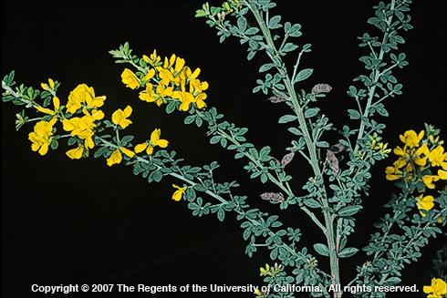 French broom, <I>Genista monspessulana,</I> flowering stem.  