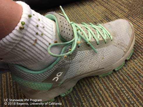 Fruit of catchweed bedstraw attached to sock and shoe. Credit: Anne Schellman