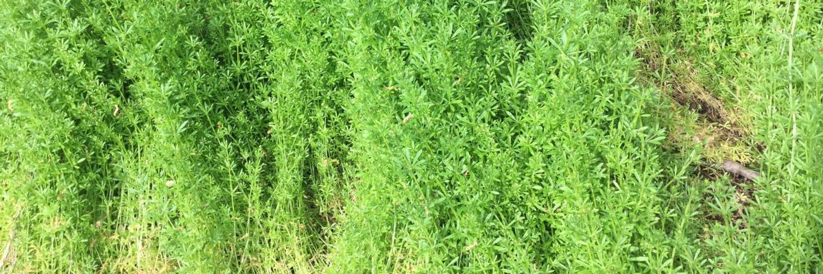 A slender green plant with narrow leaves climbing a fence.  Credit: Karey Windbiel-Rojas, UC IPM