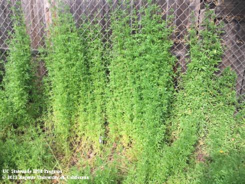 A slender green plant with narrow leaves climbing a fence.  Credit: Karey Windbiel-Rojas, UC IPM