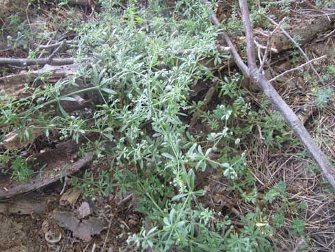 Catchweed bedstraw, <i>Galium aparine.</i>.