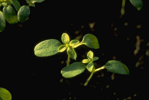 A bedstraw seedling.