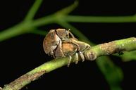 Photo of eucalyptus snout beetle