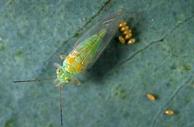 Redgum lerp psyllid adult and eggs