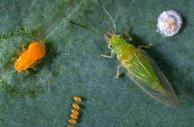 Redgum lerp psyllid life stages