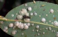 Redgum lerp psyllid covers and lady beetle larva