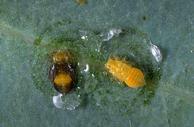 Redgum lerp psyllid nymphs