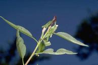 Shoot strike caused by oriental fruit moth.