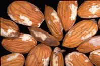 Oriental fruit moth damage to almonds.