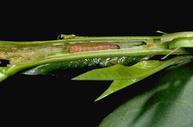 Oriental fruit moth larva inside damaged shoot tip.