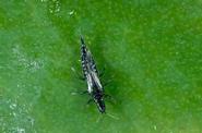 Cuban laurel thrips adult