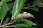  Cuban laurel thrips leaf gall