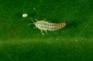 Cuban laurel thrips egg and larva