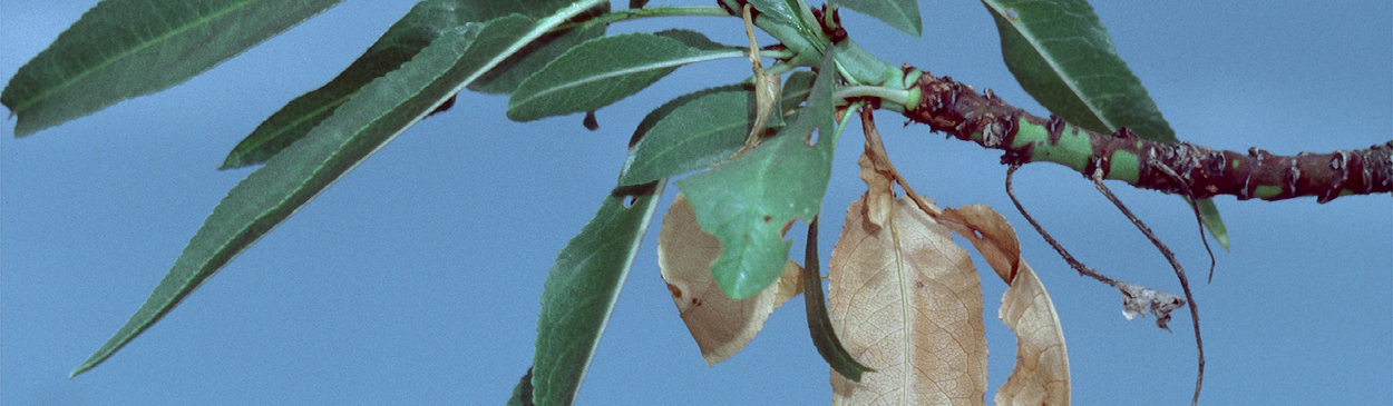 Foliage damaged by leaf blight.