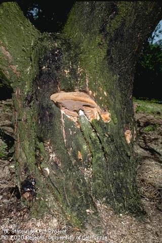 Symptoms of wood rot.