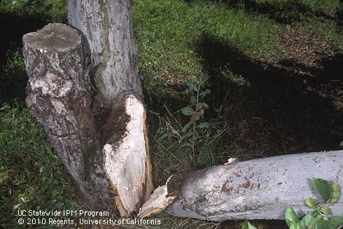 Tree trunk damaged by wood rot, caused by <i>Heterobasidion</i> sp.