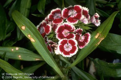 Healthy blossoms and Heterosporium leaf spots on sweet William.