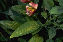 Virus-infected alstroemeria plant