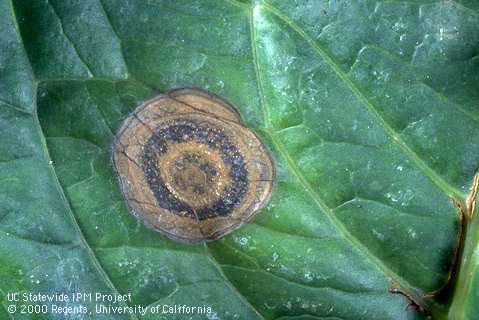 A targetlike blotch on foliage infected by <i>Hydrangea ringspot virus.</i>.