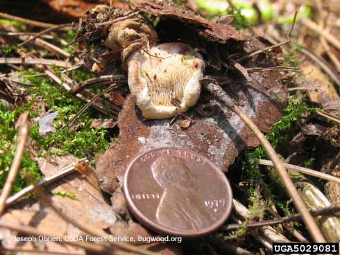 A small, button-shaped, white fruiting body of Heterobasidion root disease, <i>Heterobasidion annosum</i>, with a penny placed nearby for size scale.