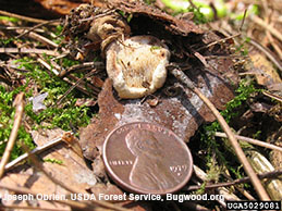 A button conk of Heterobasidion annosum.