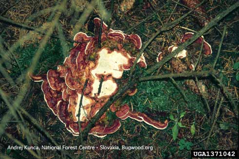 Reddish brown and white, fan-shaped, perennial fruiting body of Heterobasidion root disease, <i>Heterobasidion annosum</i>, that envelops needles and twigs dropped on the ground as is characteristic of the fungus.