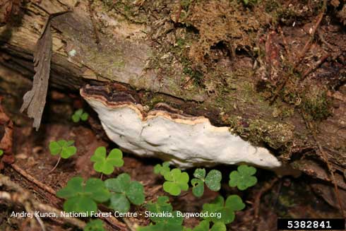 Reddish brown and white, fan-shaped, perennial fruiting body of Heterobasidion root disease, <i>Heterobasidion annosum</i>, on the lower trunk of a spruce tree blown down by wind.