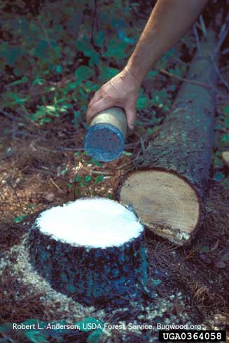 A powdered borate fungicide being sprinkled on a freshly cut stump of a conifer to prevent infection and spread of Heterobasidion root disease, <i>Heterobasidion annosum</i>.