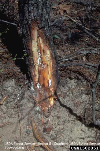 Bark removed from the basal trunk and root crown of a conifer exposing dark brown, resin-soaked wood and white mycelia of Heterobasidion root disease.