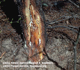 Brown resin and white mycelia of Heterobasidion annosum exposed on a basal trunk.