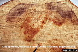 Reddish decay in heartwood of an Heterobasidion-infected spruce cut in cross-section.