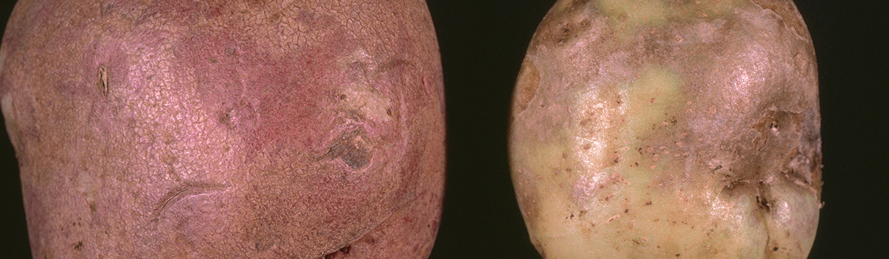 Light brown, leathery skins caused by silver scurf.