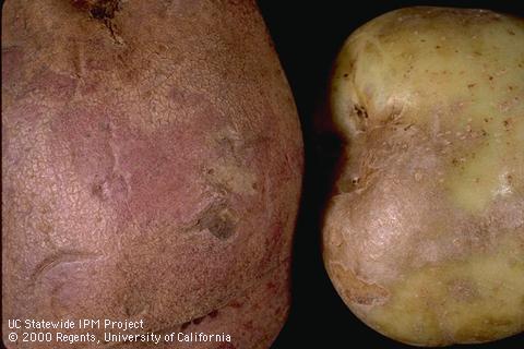 Tuber damaged by silver scurf.