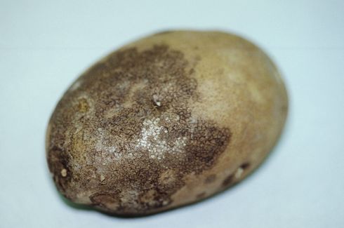 Silver scurf lesions frequently become dark and sooty from spore production by the pathogen, <I>Helminthosporium solani.</I>.